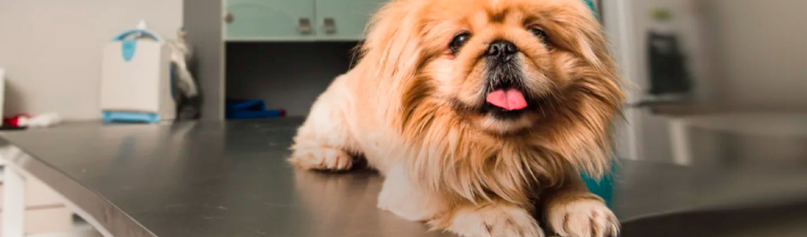 Cute dog