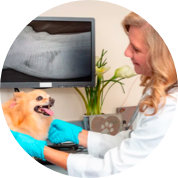 Professional veterinarians