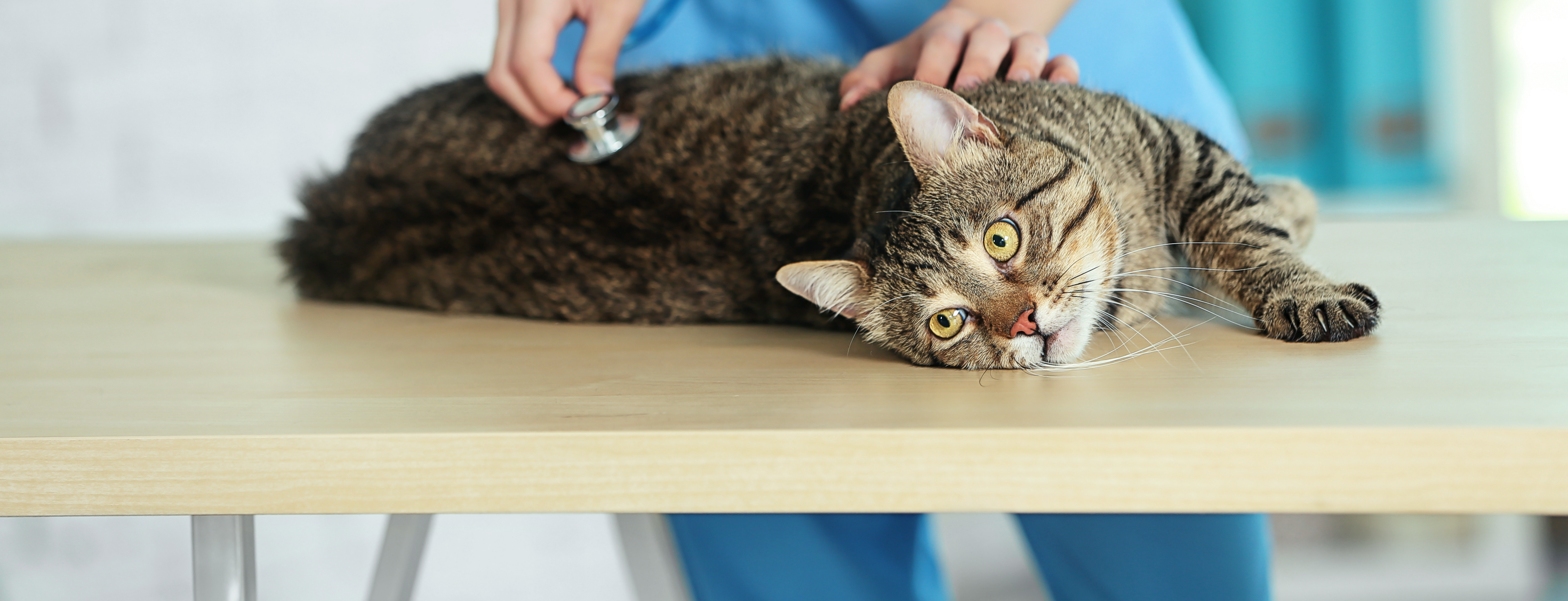 Veterinarian doctor checking cat