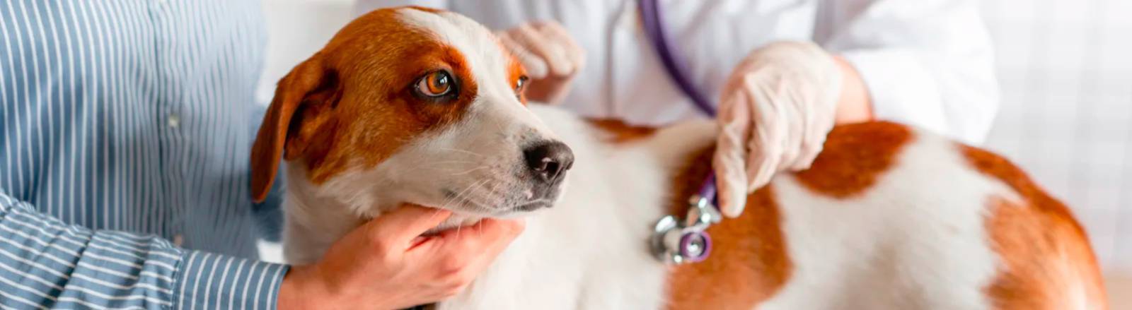 Veterinary services